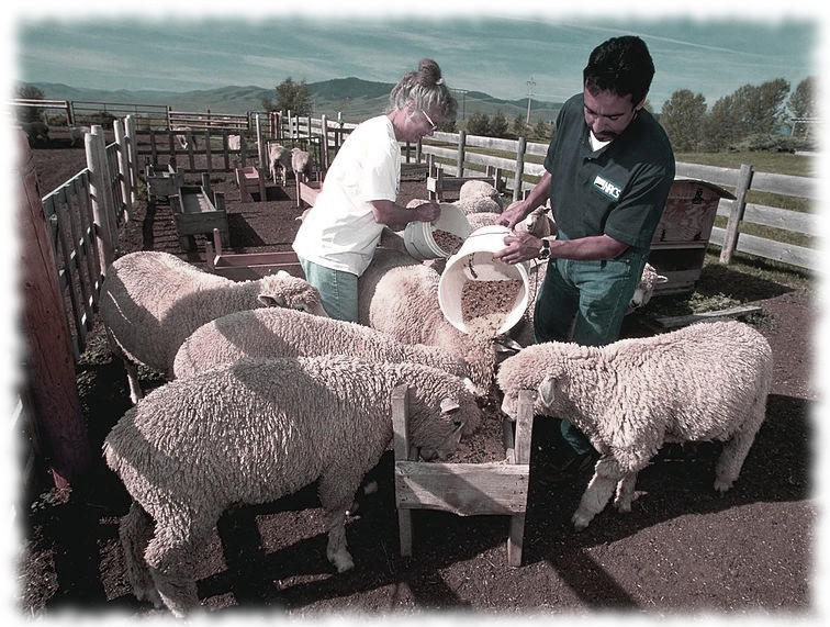 feeding-sheep