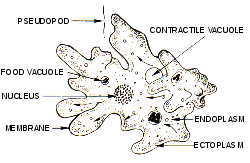 amoeba complexity example of intelligent design