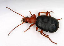 bombardier beetle example of intelligent design