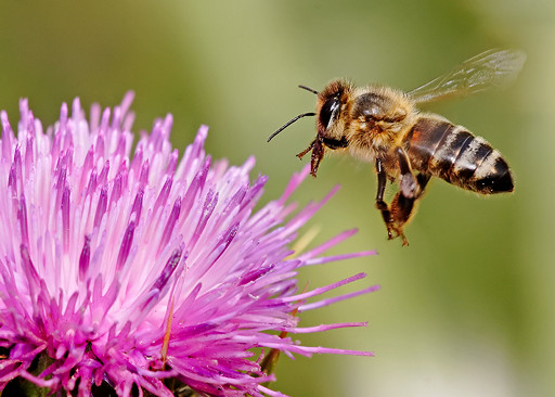 honeybee collecting pollen example of intelligent design