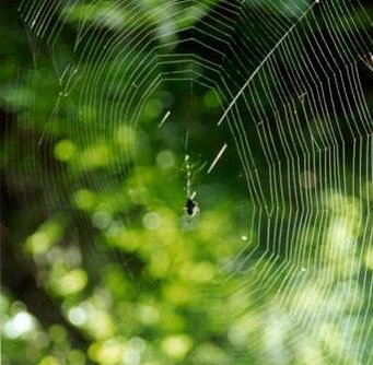 spider building web example of intelligent design