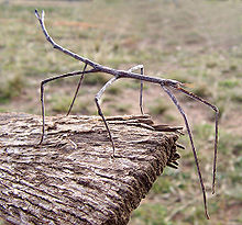 walking stick insect example of intelligent design