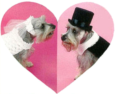 dogs bride and groom marriage redefined gay homosexual