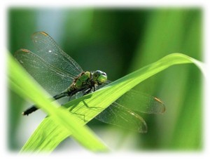 dragonfly-transformation-story