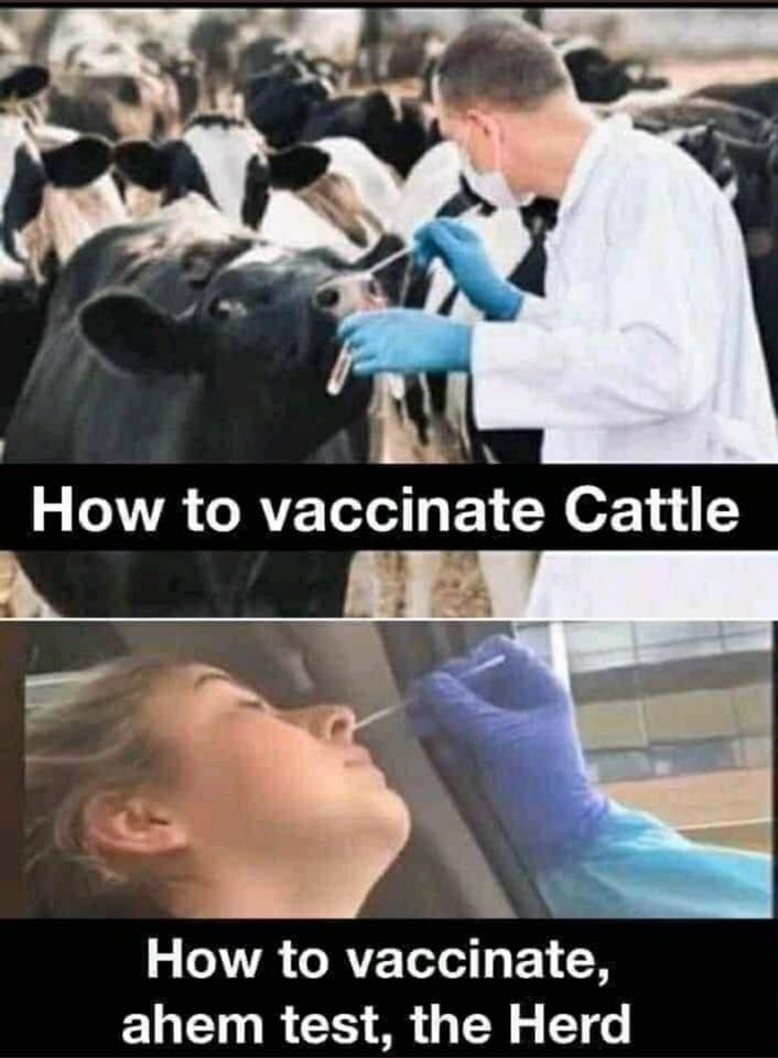 PCR tests nasal vaccines used on cattle